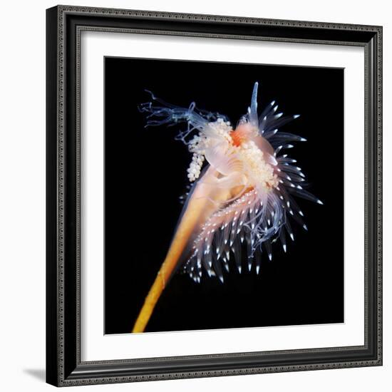 Sea Slug-Alexander Semenov-Framed Premium Photographic Print