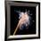 Sea Slug-Alexander Semenov-Framed Photographic Print