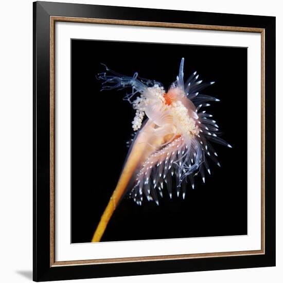 Sea Slug-Alexander Semenov-Framed Photographic Print