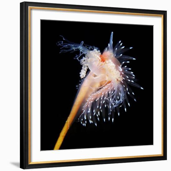 Sea Slug-Alexander Semenov-Framed Photographic Print