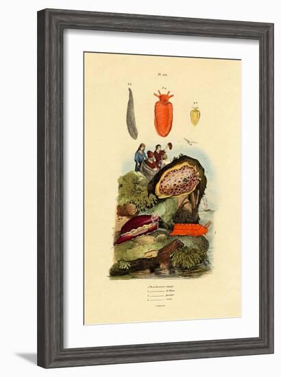 Sea Slugs, 1833-39-null-Framed Giclee Print