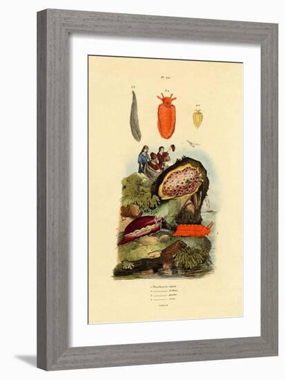 Sea Slugs, 1833-39-null-Framed Giclee Print