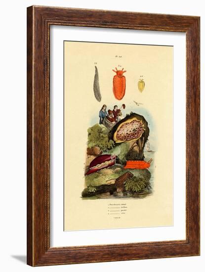 Sea Slugs, 1833-39-null-Framed Giclee Print