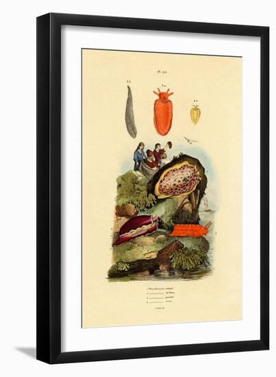 Sea Slugs, 1833-39-null-Framed Giclee Print