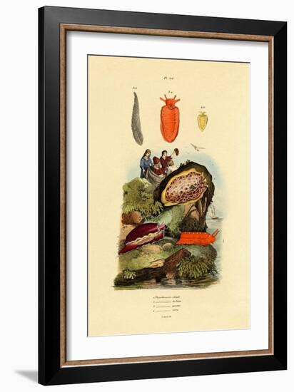 Sea Slugs, 1833-39-null-Framed Giclee Print