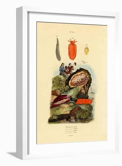 Sea Slugs, 1833-39-null-Framed Giclee Print