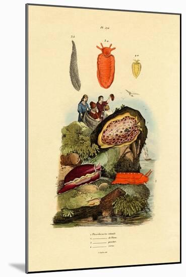 Sea Slugs, 1833-39-null-Mounted Giclee Print