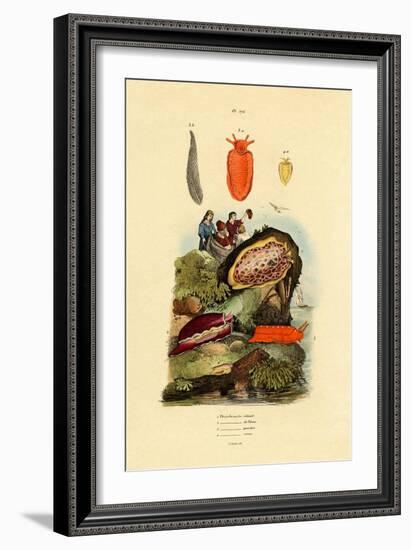 Sea Slugs, 1833-39-null-Framed Giclee Print