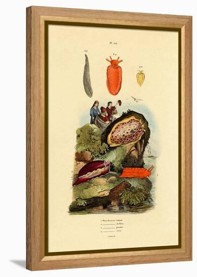 Sea Slugs, 1833-39-null-Framed Premier Image Canvas