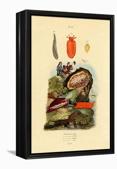 Sea Slugs, 1833-39-null-Framed Premier Image Canvas