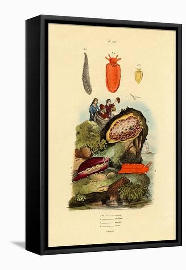 Sea Slugs, 1833-39-null-Framed Premier Image Canvas