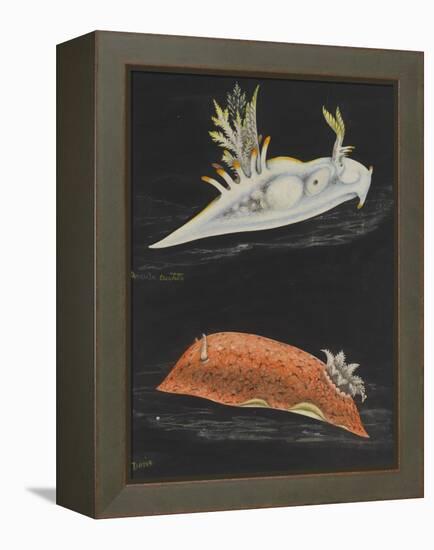 Sea Slugs-Philip Henry Gosse-Framed Premier Image Canvas