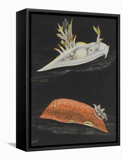 Sea Slugs-Philip Henry Gosse-Framed Premier Image Canvas