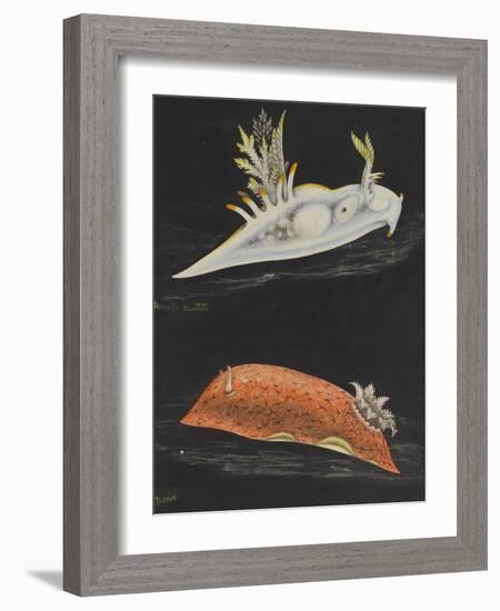Sea Slugs-Philip Henry Gosse-Framed Giclee Print