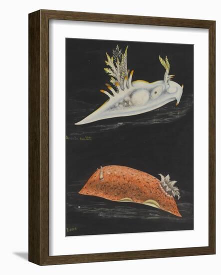 Sea Slugs-Philip Henry Gosse-Framed Giclee Print