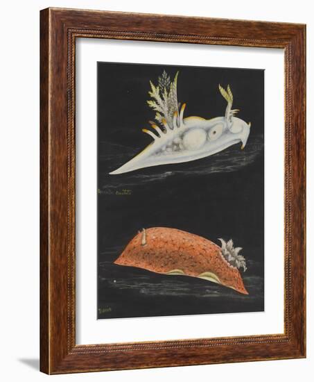 Sea Slugs-Philip Henry Gosse-Framed Giclee Print