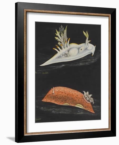 Sea Slugs-Philip Henry Gosse-Framed Giclee Print