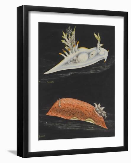 Sea Slugs-Philip Henry Gosse-Framed Giclee Print