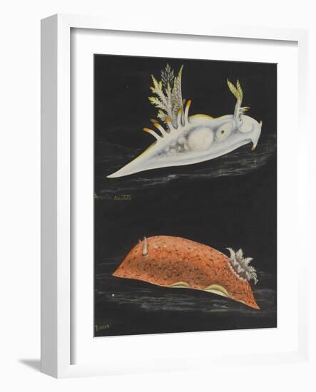 Sea Slugs-Philip Henry Gosse-Framed Giclee Print