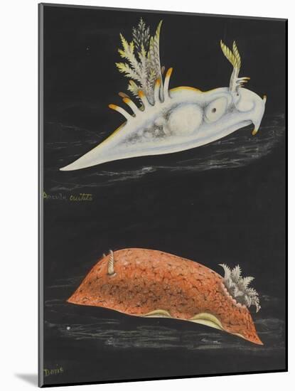 Sea Slugs-Philip Henry Gosse-Mounted Giclee Print