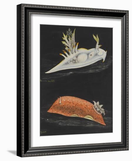 Sea Slugs-Philip Henry Gosse-Framed Giclee Print