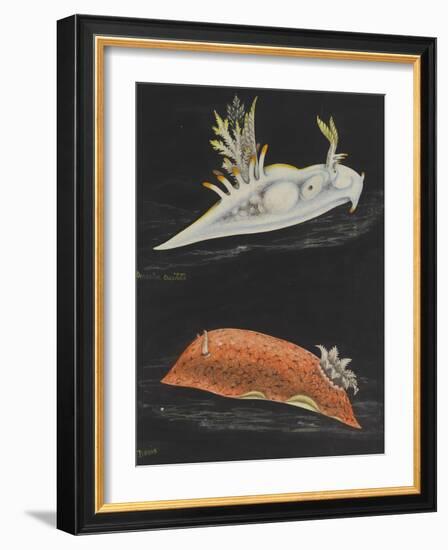 Sea Slugs-Philip Henry Gosse-Framed Giclee Print