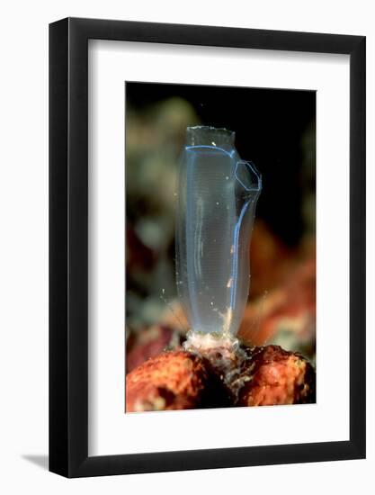 Sea Squirt Tunicate (Ascidia), Komodo National Park, Indian Ocean.-Reinhard Dirscherl-Framed Photographic Print