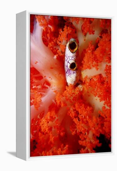 Sea Squirt Tunicate Growing in Soft Coral (Ascidia), Komodo National Park, Indian Ocean.-Reinhard Dirscherl-Framed Premier Image Canvas