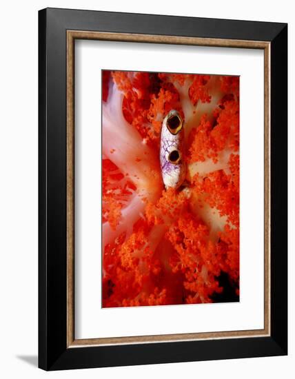 Sea Squirt Tunicate Growing in Soft Coral (Ascidia), Komodo National Park, Indian Ocean.-Reinhard Dirscherl-Framed Photographic Print