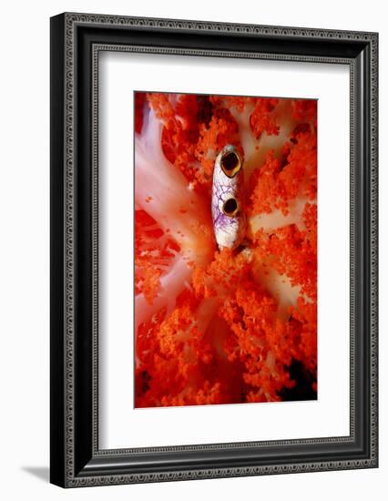 Sea Squirt Tunicate Growing in Soft Coral (Ascidia), Komodo National Park, Indian Ocean.-Reinhard Dirscherl-Framed Photographic Print