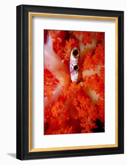 Sea Squirt Tunicate Growing in Soft Coral (Ascidia), Komodo National Park, Indian Ocean.-Reinhard Dirscherl-Framed Photographic Print