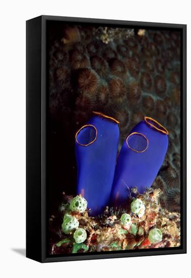 Sea Squirt Tunicates (Ascidia), Pacific Ocean, Panglao Island.-Reinhard Dirscherl-Framed Premier Image Canvas