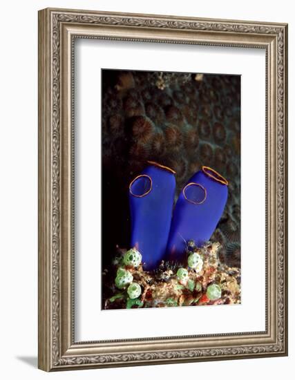 Sea Squirt Tunicates (Ascidia), Pacific Ocean, Panglao Island.-Reinhard Dirscherl-Framed Photographic Print