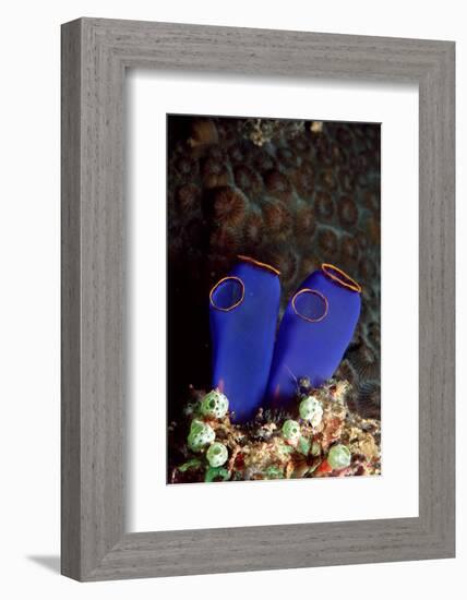 Sea Squirt Tunicates (Ascidia), Pacific Ocean, Panglao Island.-Reinhard Dirscherl-Framed Photographic Print