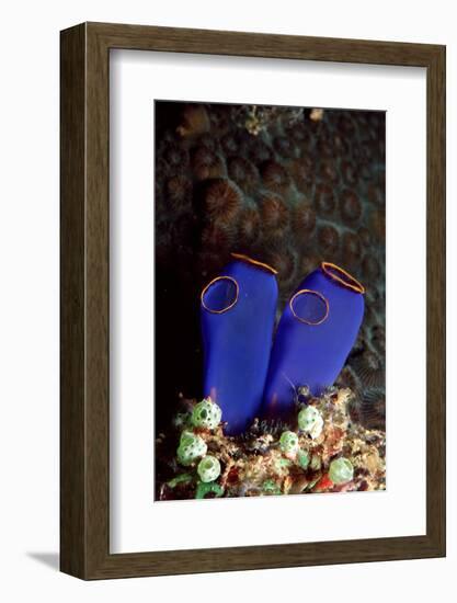 Sea Squirt Tunicates (Ascidia), Pacific Ocean, Panglao Island.-Reinhard Dirscherl-Framed Photographic Print