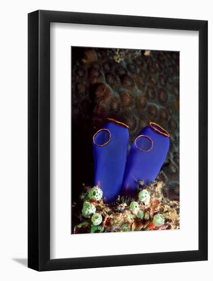 Sea Squirt Tunicates (Ascidia), Pacific Ocean, Panglao Island.-Reinhard Dirscherl-Framed Photographic Print