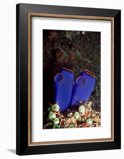 Sea Squirt Tunicates (Ascidia), Pacific Ocean, Panglao Island.-Reinhard Dirscherl-Framed Photographic Print