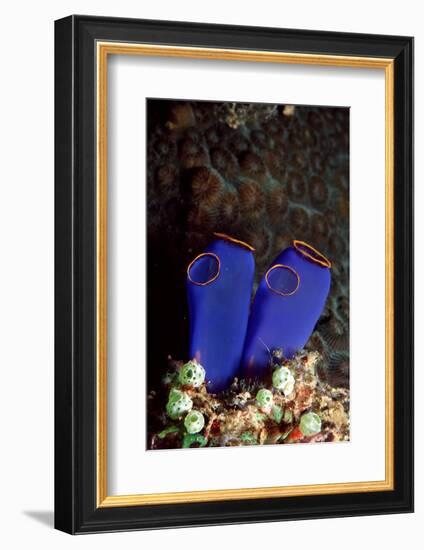 Sea Squirt Tunicates (Ascidia), Pacific Ocean, Panglao Island.-Reinhard Dirscherl-Framed Photographic Print