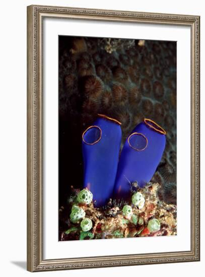 Sea Squirt Tunicates (Ascidia), Pacific Ocean, Panglao Island.-Reinhard Dirscherl-Framed Photographic Print