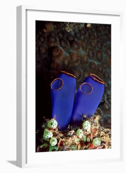 Sea Squirt Tunicates (Ascidia), Pacific Ocean, Panglao Island.-Reinhard Dirscherl-Framed Photographic Print