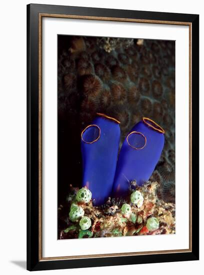 Sea Squirt Tunicates (Ascidia), Pacific Ocean, Panglao Island.-Reinhard Dirscherl-Framed Photographic Print