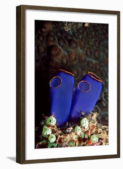 Sea Squirt Tunicates (Ascidia), Pacific Ocean, Panglao Island.-Reinhard Dirscherl-Framed Photographic Print