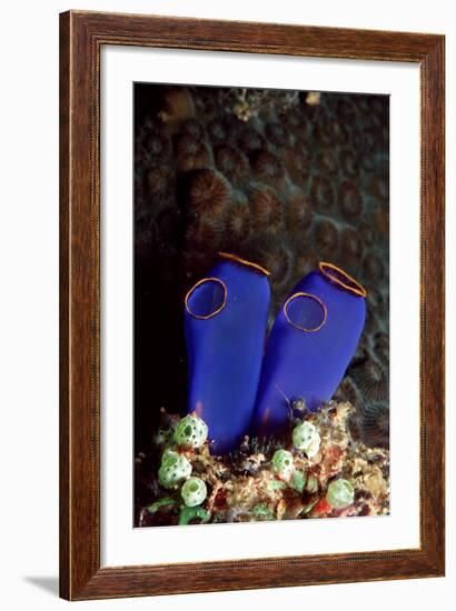 Sea Squirt Tunicates (Ascidia), Pacific Ocean, Panglao Island.-Reinhard Dirscherl-Framed Photographic Print