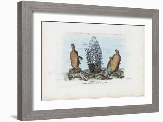 Sea Squirts, 1863-79-Raimundo Petraroja-Framed Giclee Print