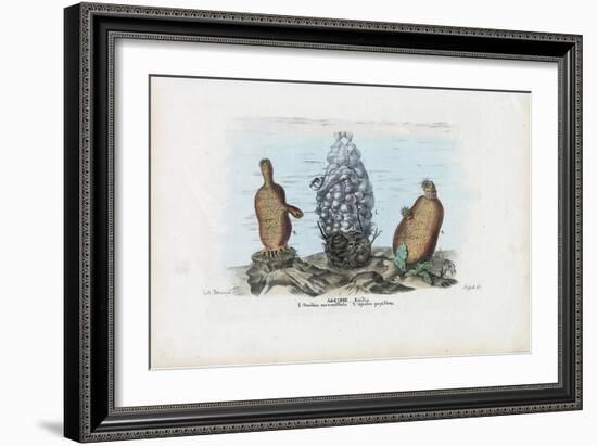 Sea Squirts, 1863-79-Raimundo Petraroja-Framed Giclee Print