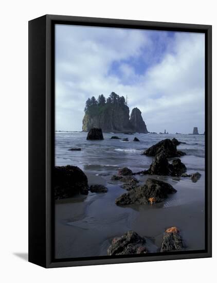 Sea Stacks and Sea Stars on Second Beach, Olympic National Park, Washington, USA-Jamie & Judy Wild-Framed Premier Image Canvas