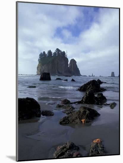 Sea Stacks and Sea Stars on Second Beach, Olympic National Park, Washington, USA-Jamie & Judy Wild-Mounted Photographic Print