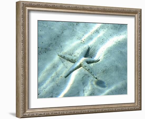 Sea Star Abstract-Georgienne Bradley-Framed Photographic Print