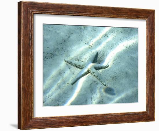 Sea Star Abstract-Georgienne Bradley-Framed Photographic Print