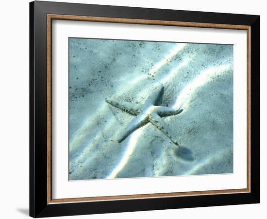 Sea Star Abstract-Georgienne Bradley-Framed Photographic Print